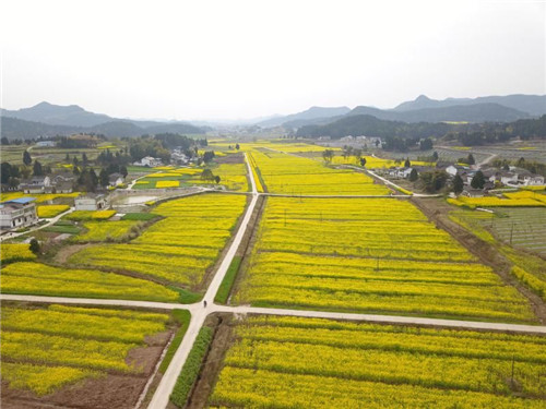 西充成立10万余亩优质油料出产和供给基地